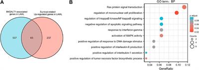 High expression of B4GALT1 is associated with poor prognosis in acute myeloid leukemia